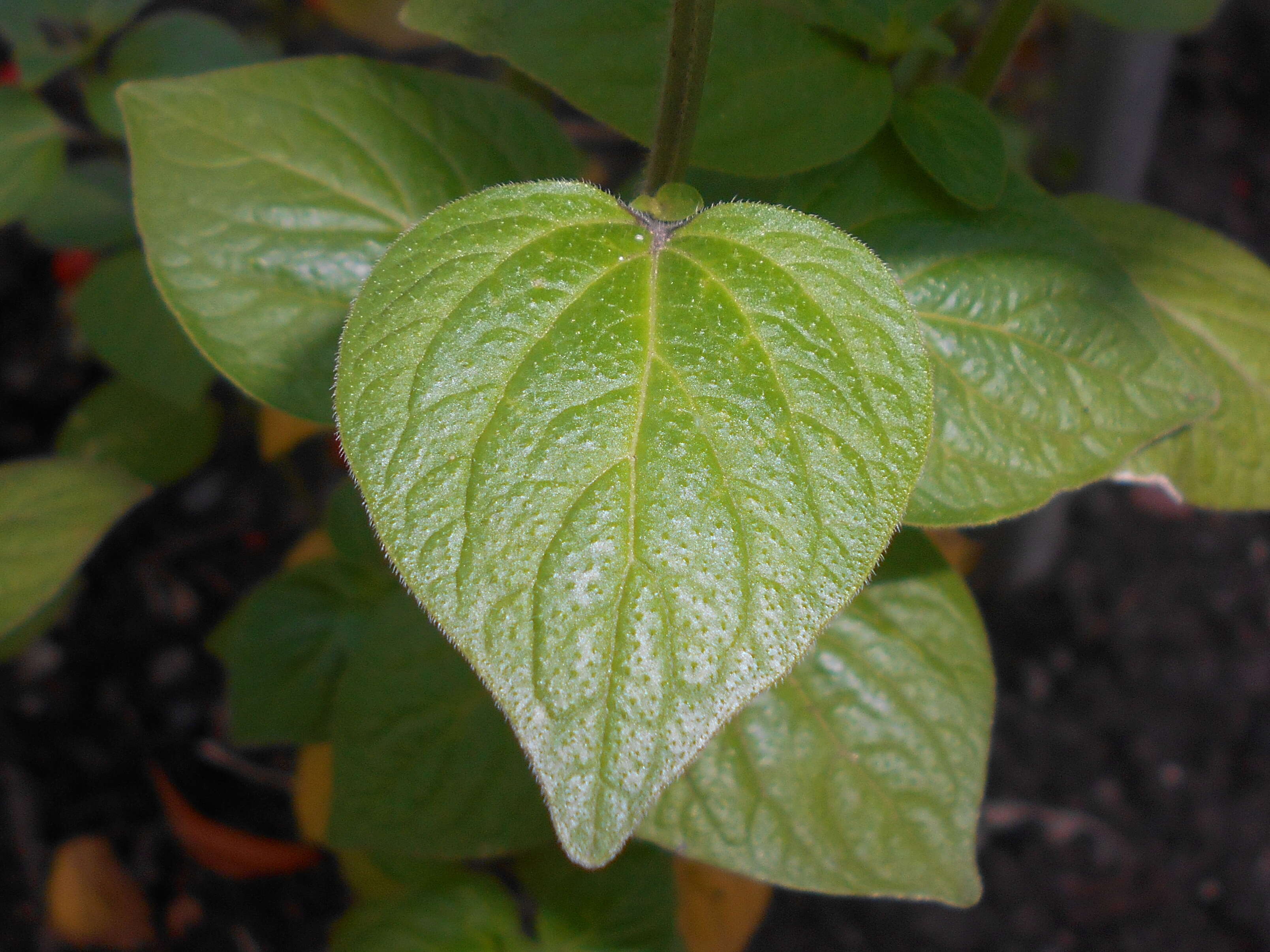 Image of Jamaican forget-me-not