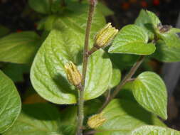 Image of Jamaican forget-me-not