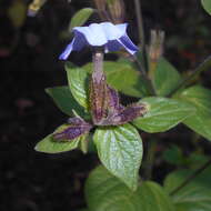 Image of Jamaican forget-me-not