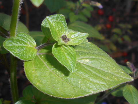 Image of Jamaican forget-me-not