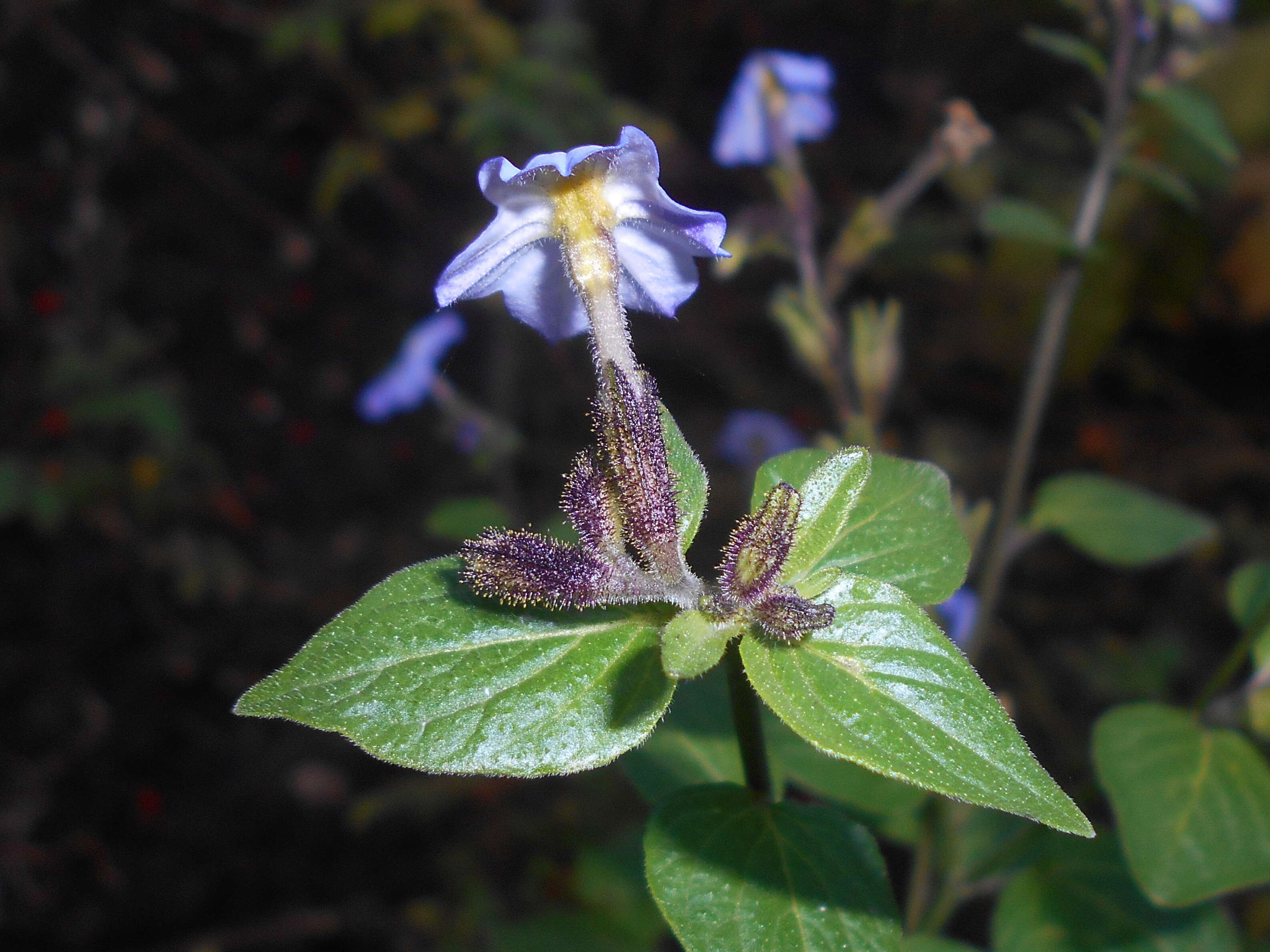 Image of Jamaican forget-me-not