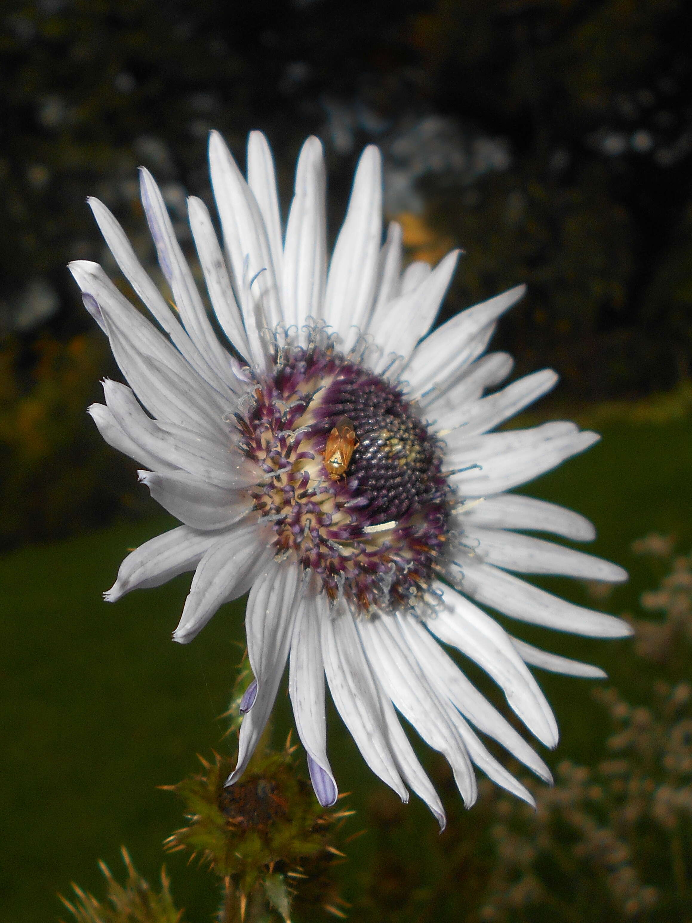 Image of Berkheya purpurea (DC.) Benth. & Hook. fil. ex Mast.