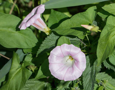 Image of Field Bindweed