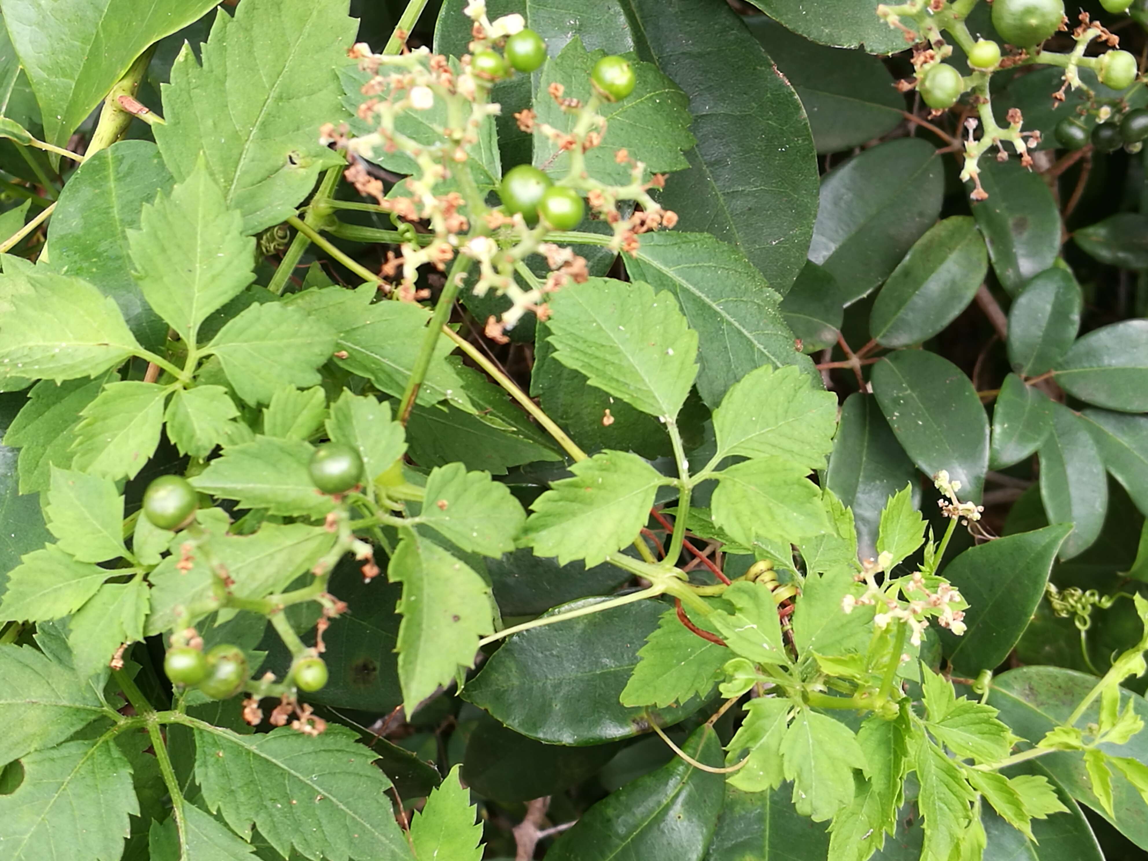 Imagem de Cayratia clematidea (F. Müll.) Domin