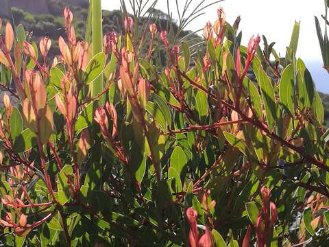 Acacia myrtifolia (Sm.) Willd. resmi