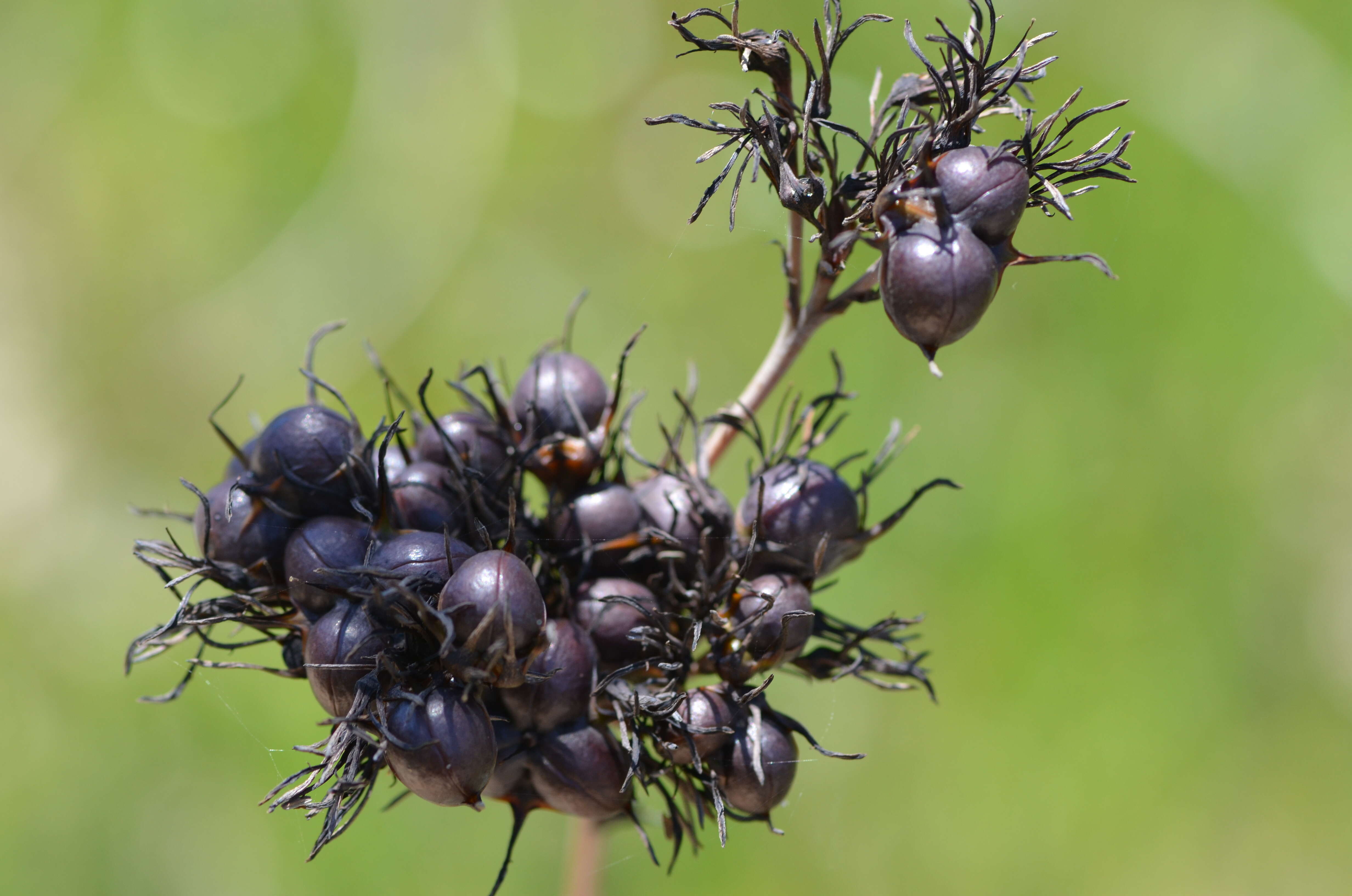 Image de Haemodorum corymbosum Vahl