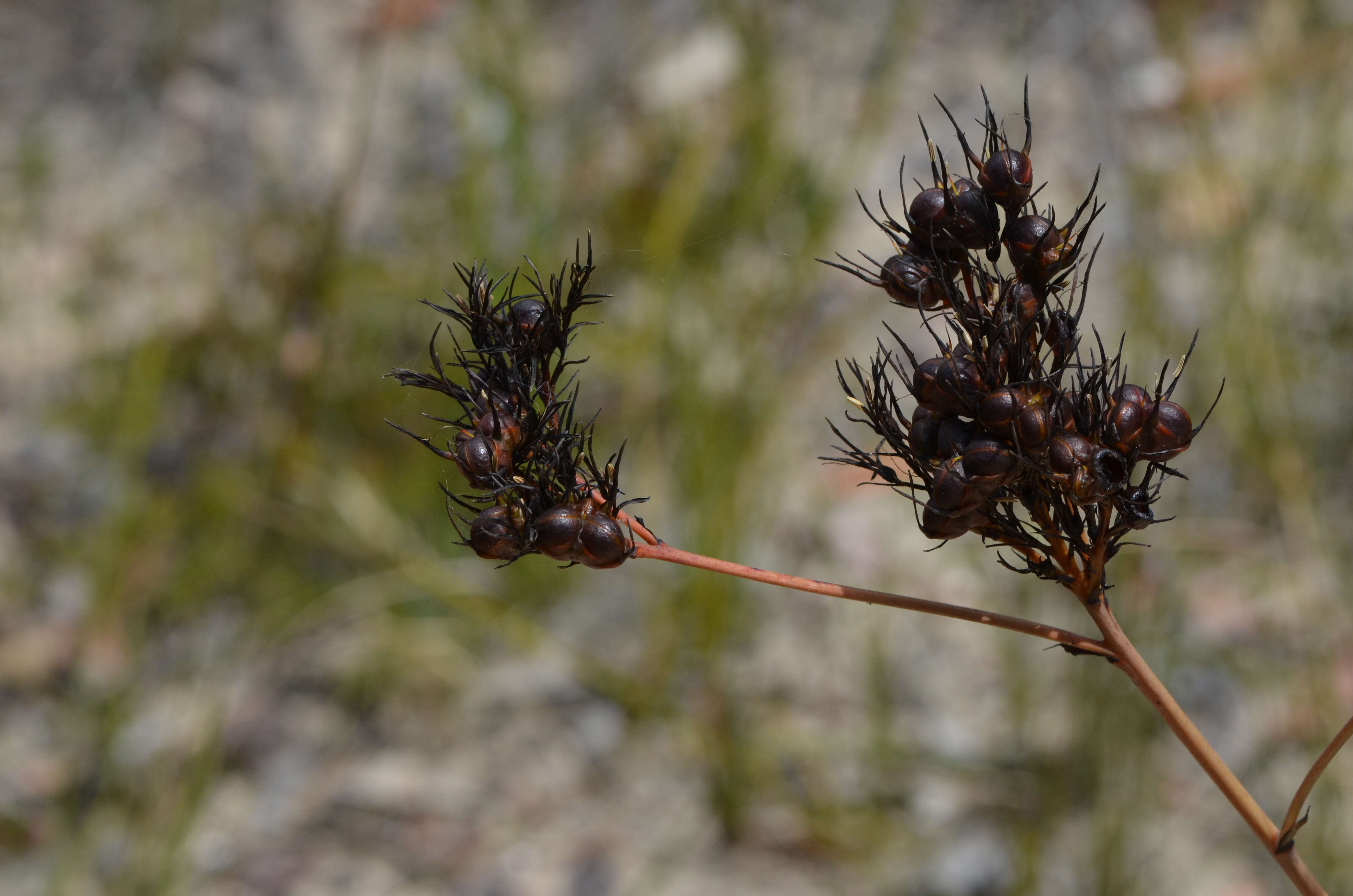 Image de Haemodorum corymbosum Vahl