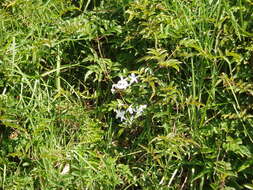 Image of pink jasmine