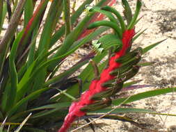 Image of Anigozanthos manglesii D. Don