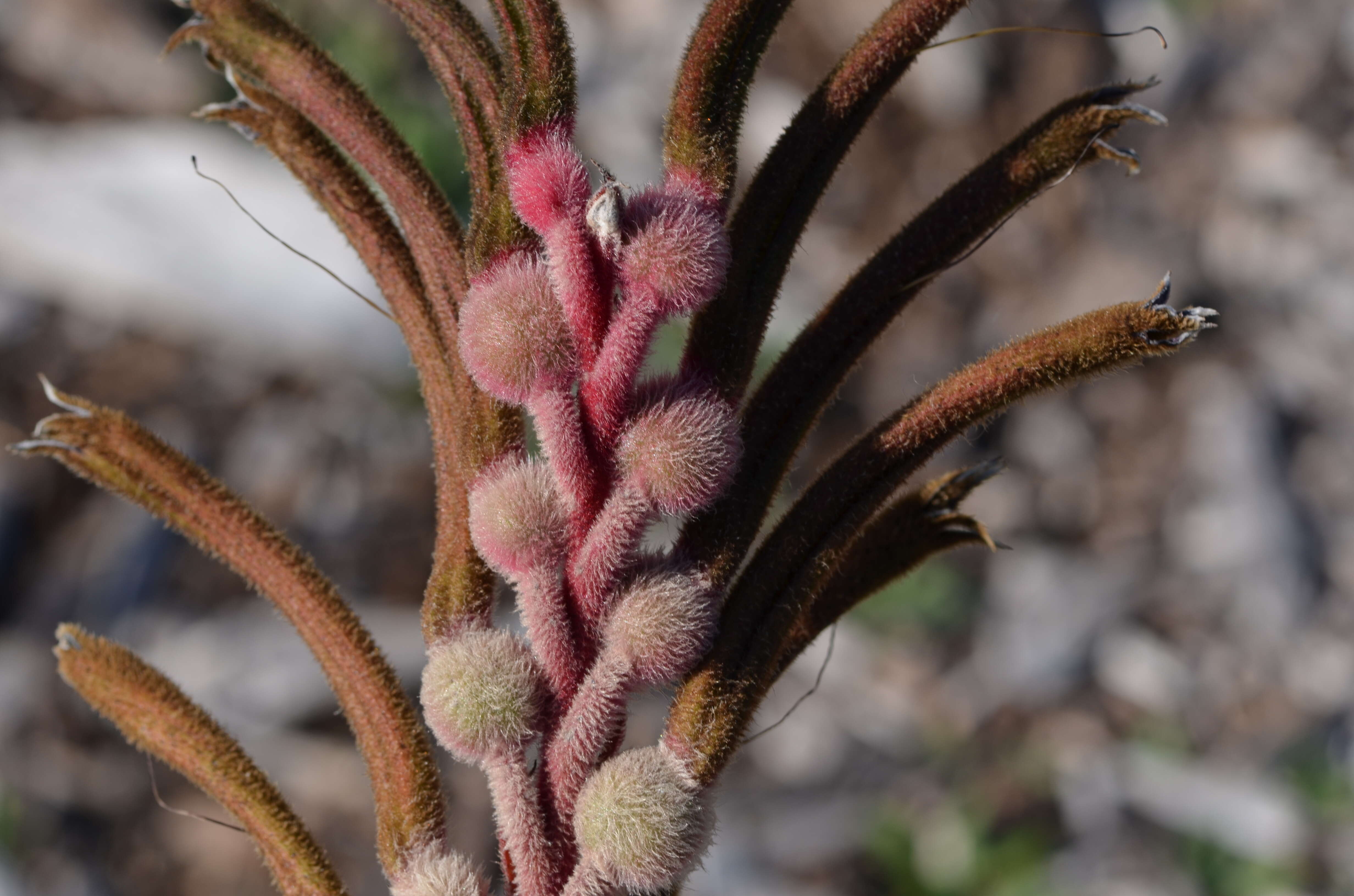 Image of Anigozanthos manglesii D. Don