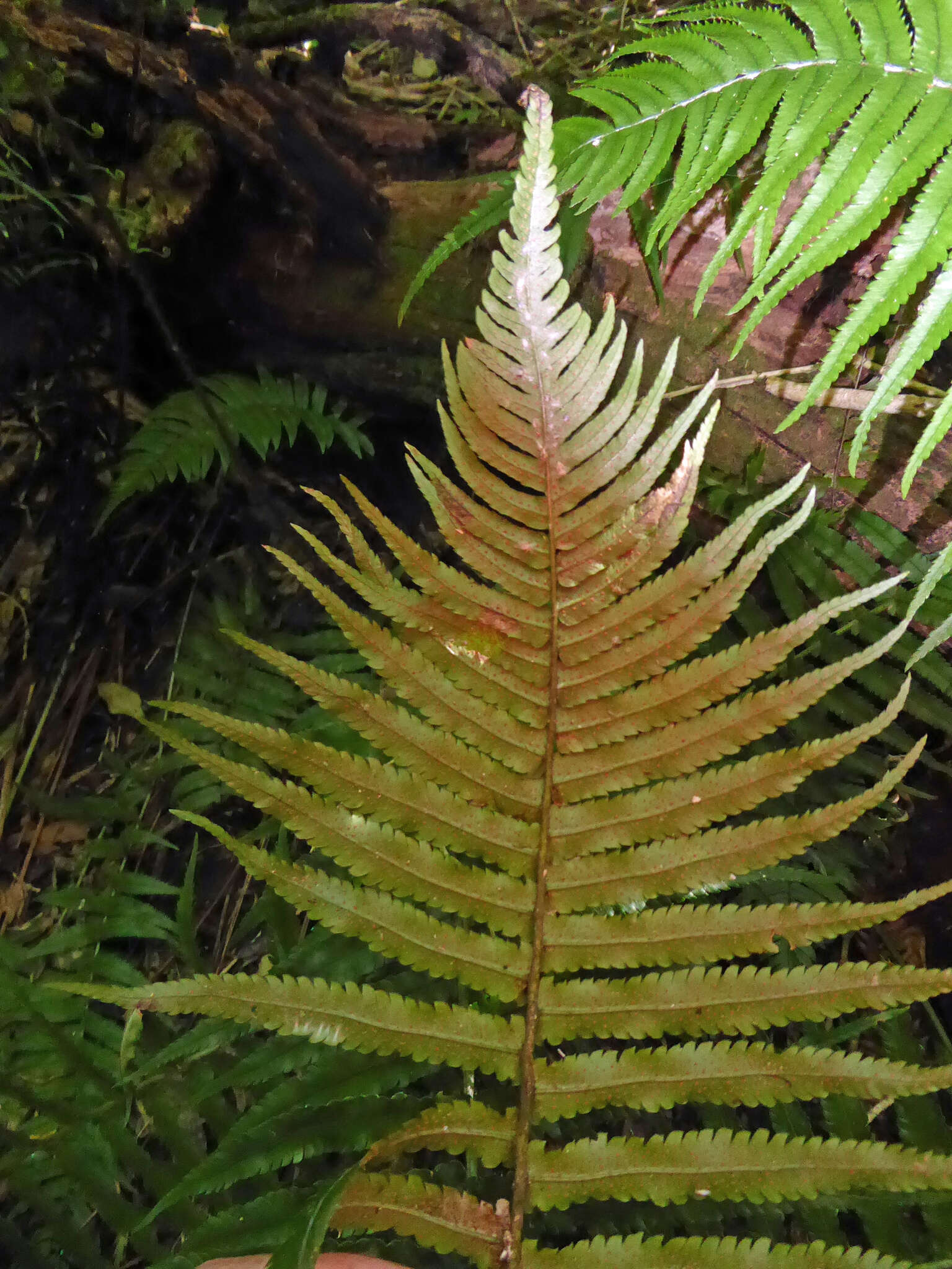 Image of Dryopteris cycadina (Franch. & Sav.) C. Chr.