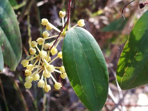 Image of Smilax glyciphylla Sm.