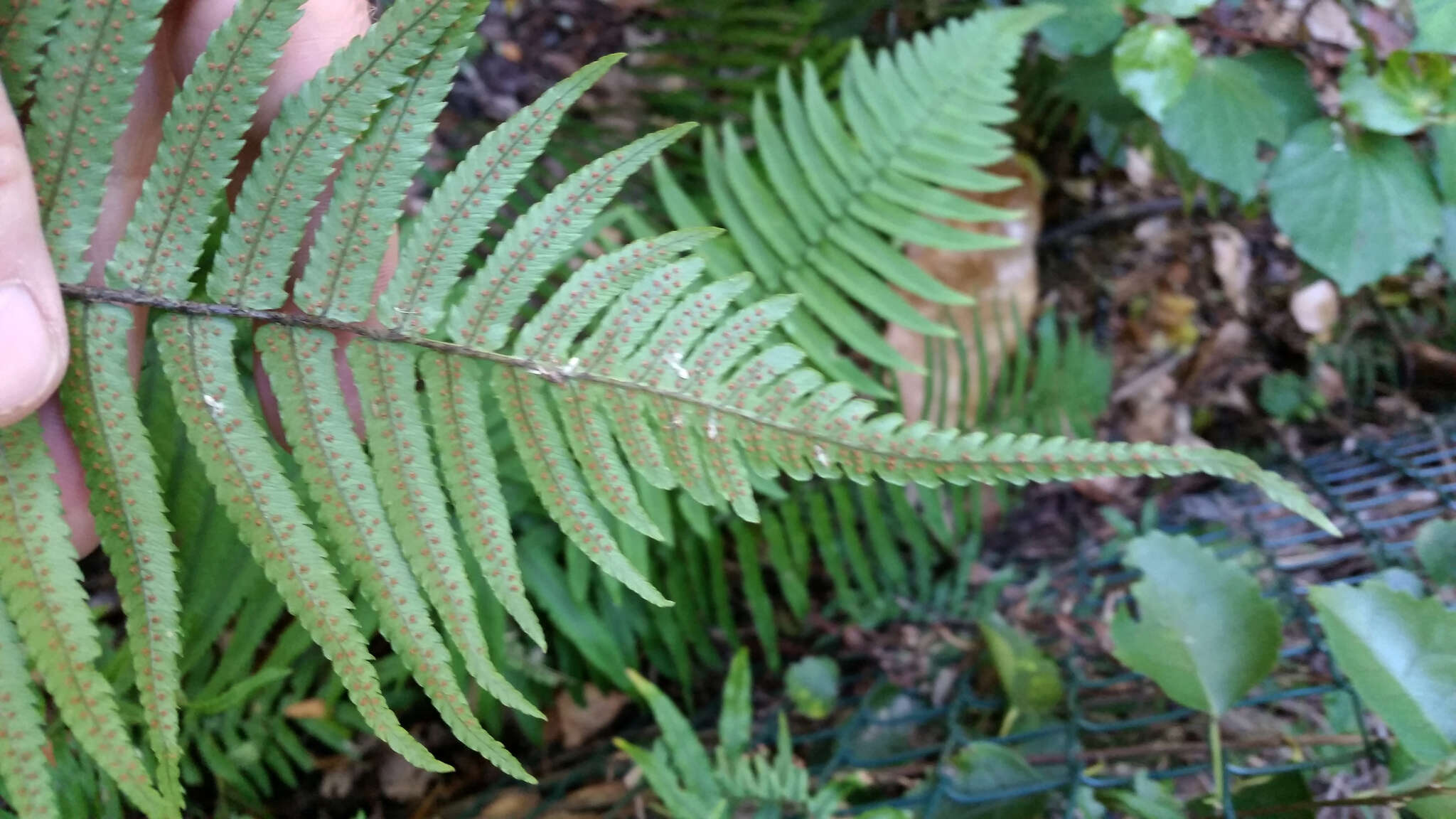 Image of Dryopteris cycadina (Franch. & Sav.) C. Chr.