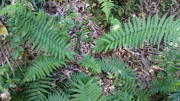 Image of Dryopteris cycadina (Franch. & Sav.) C. Chr.