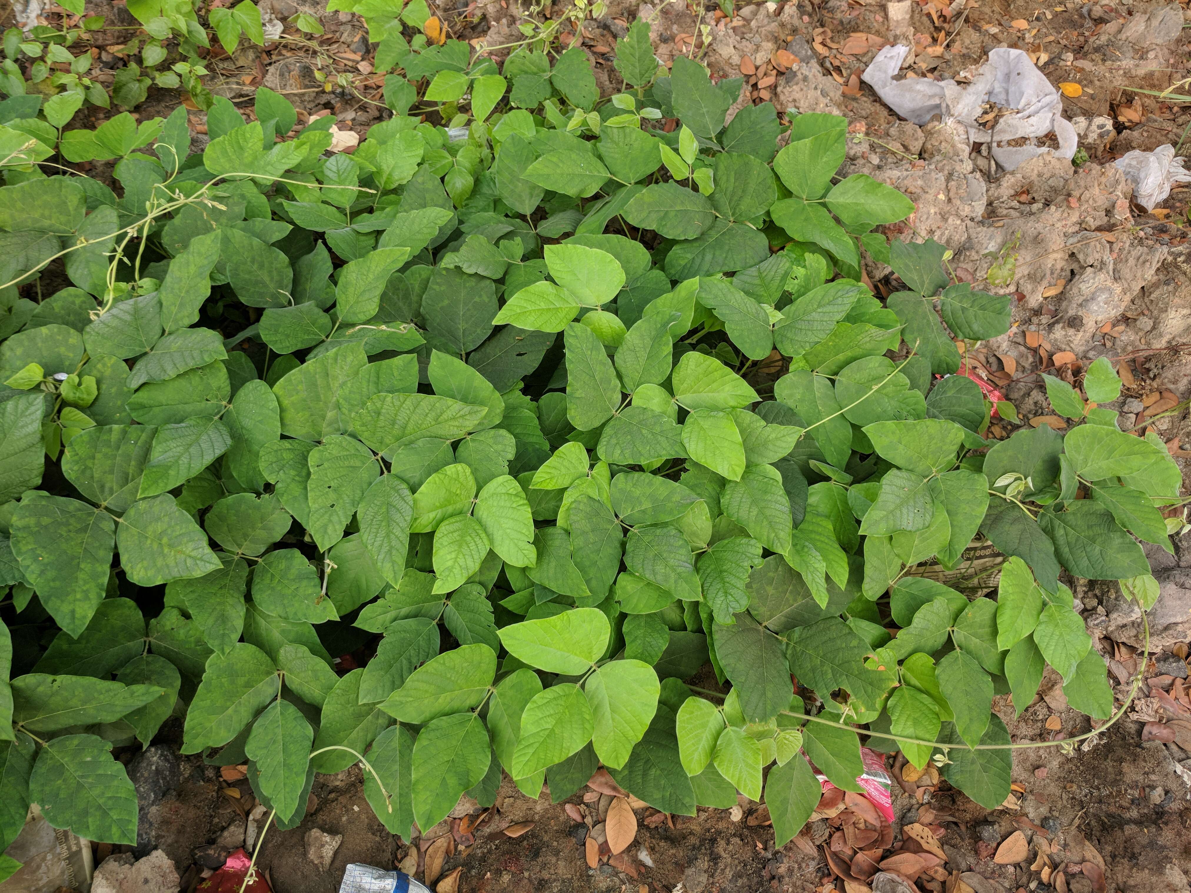 Image of flor de conchitas