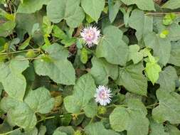 Sivun Passiflora foetida L. kuva