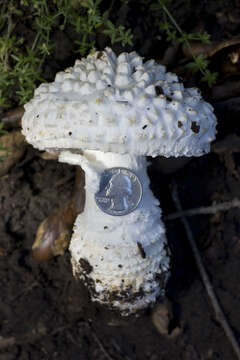 Image of Amanita magniverrucata Thiers & Ammirati 1982