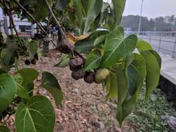 Image of Portia tree