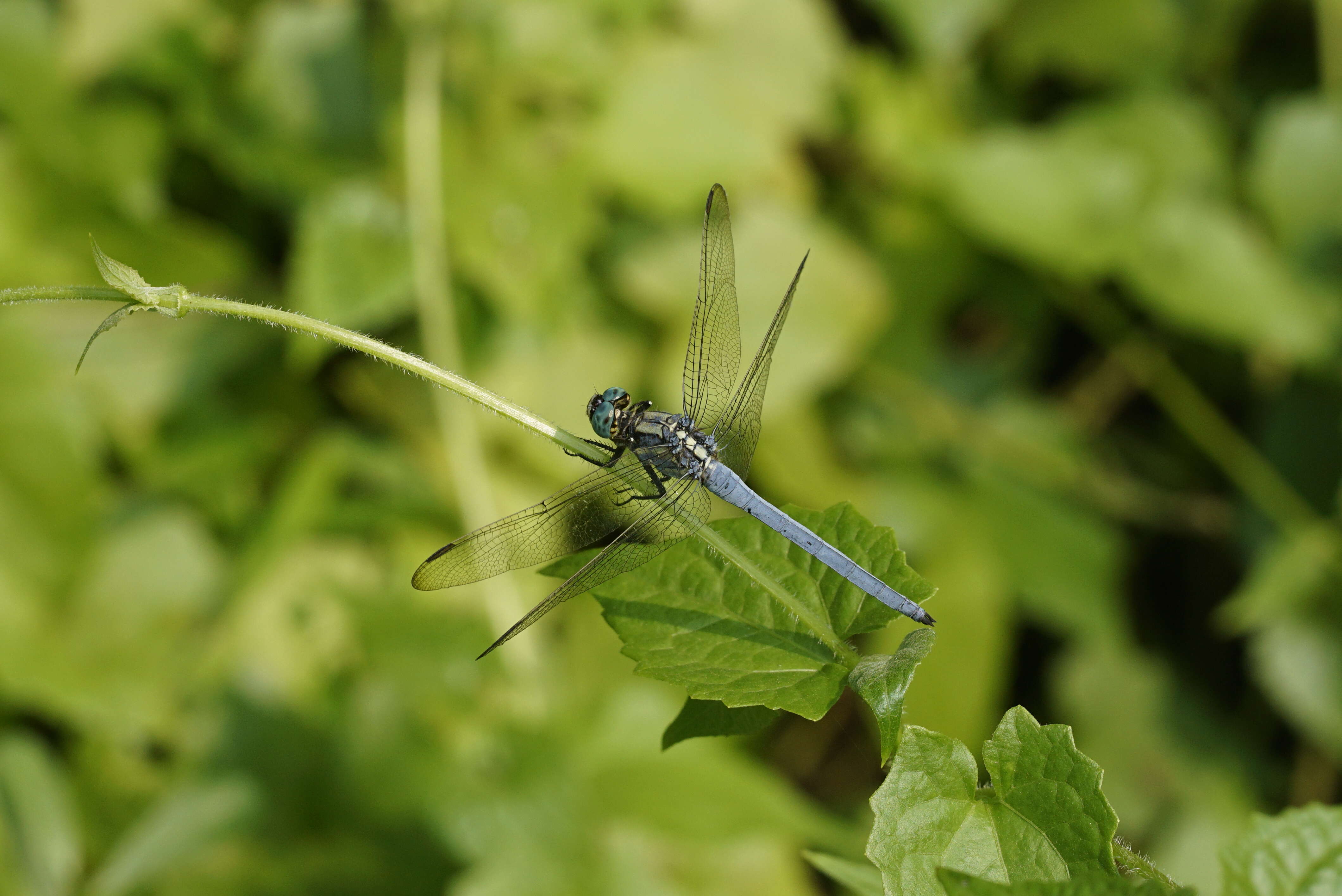 Image of Orthetrum luzonicum (Brauer 1868)