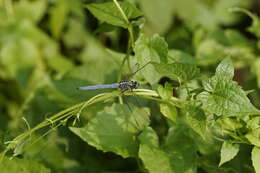 Image of Orthetrum luzonicum (Brauer 1868)