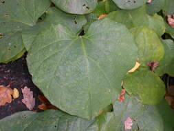 Image of Dutchman's pipe