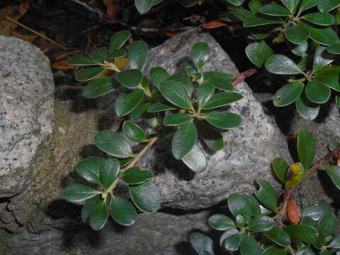 Image of bearberry