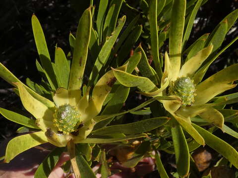 Image of Leucadendron coniferum (Thunb.) Meissn.