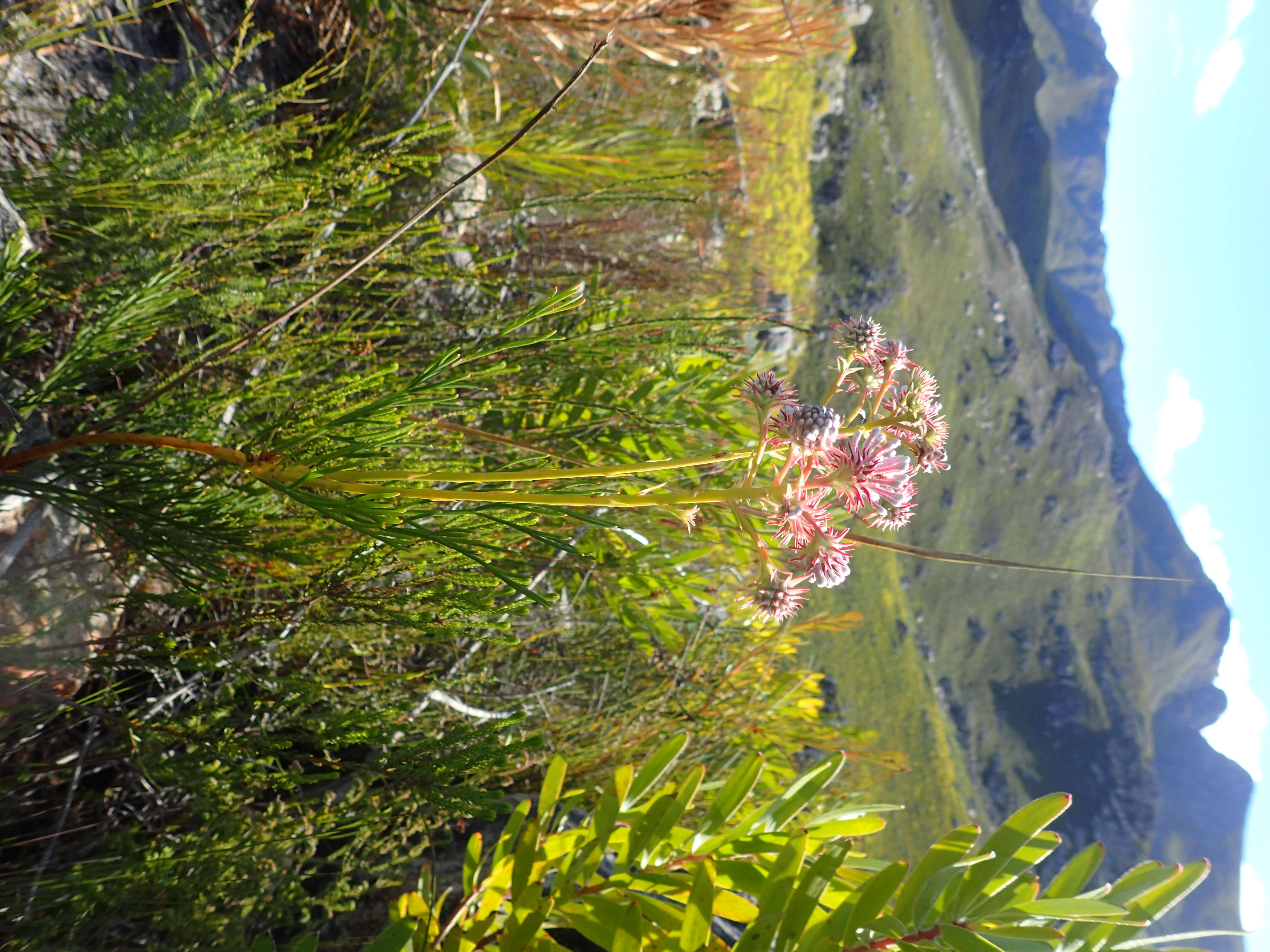 Sivun Serruria elongata (Berg.) R. Br. kuva