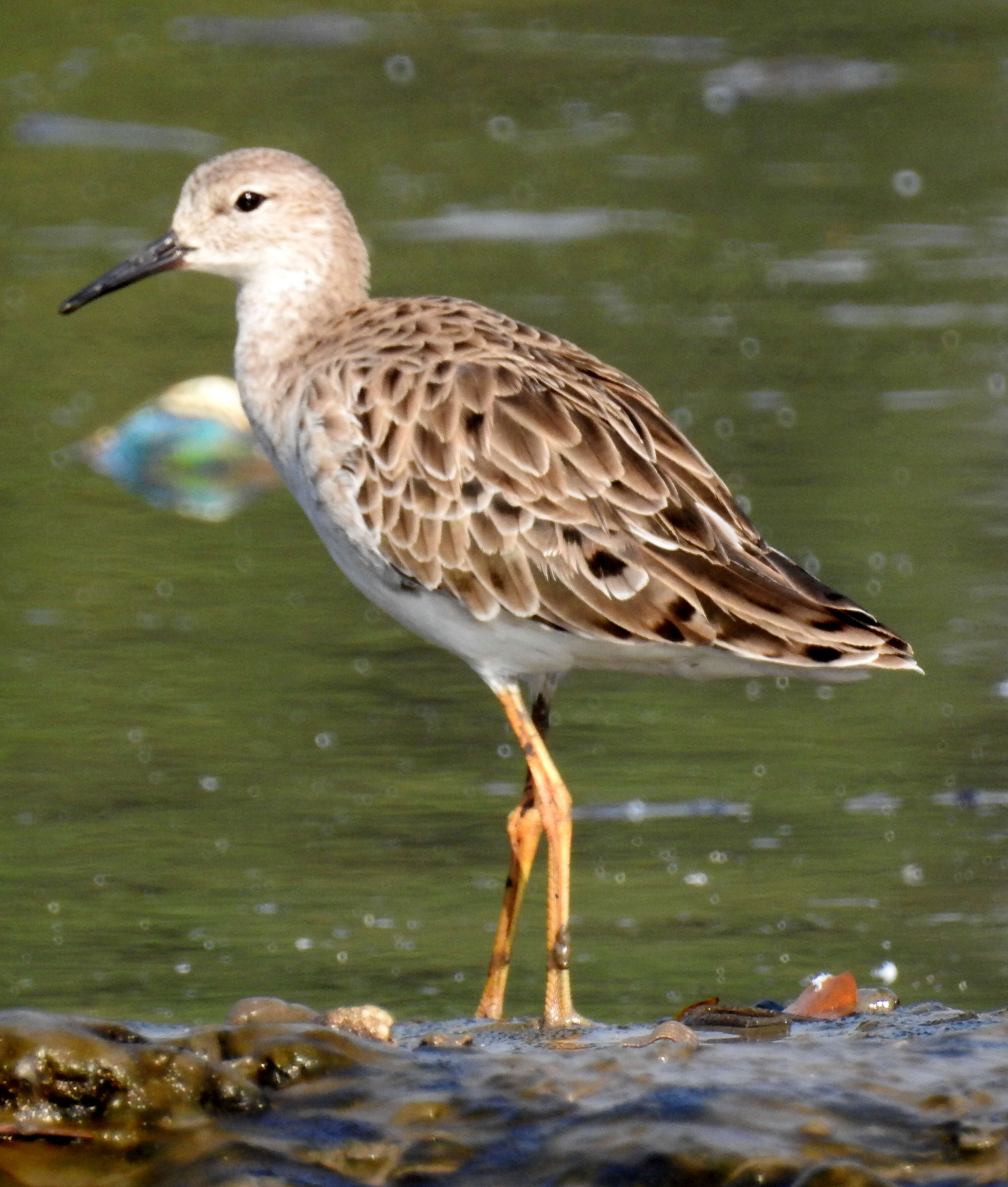 Image of Ruff