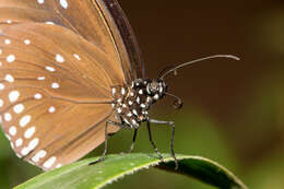 Image of Euploea modesta Butler 1866