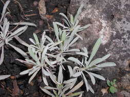 Слика од Achillea ageratifolia (Sibth. & Sm.) Boiss.