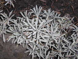 Слика од Achillea ageratifolia (Sibth. & Sm.) Boiss.