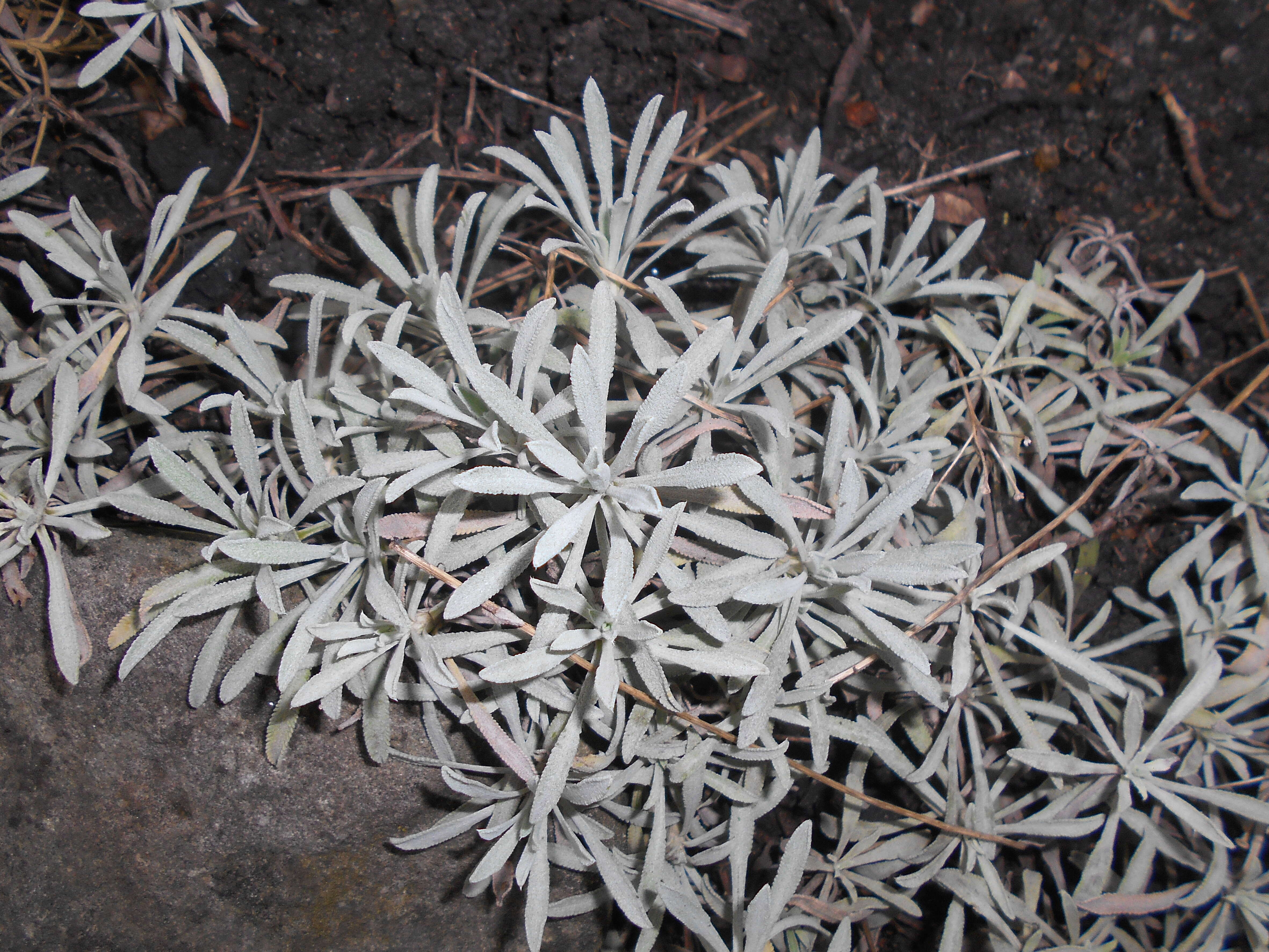 Sivun Achillea ageratifolia (Sibth. & Sm.) Boiss. kuva