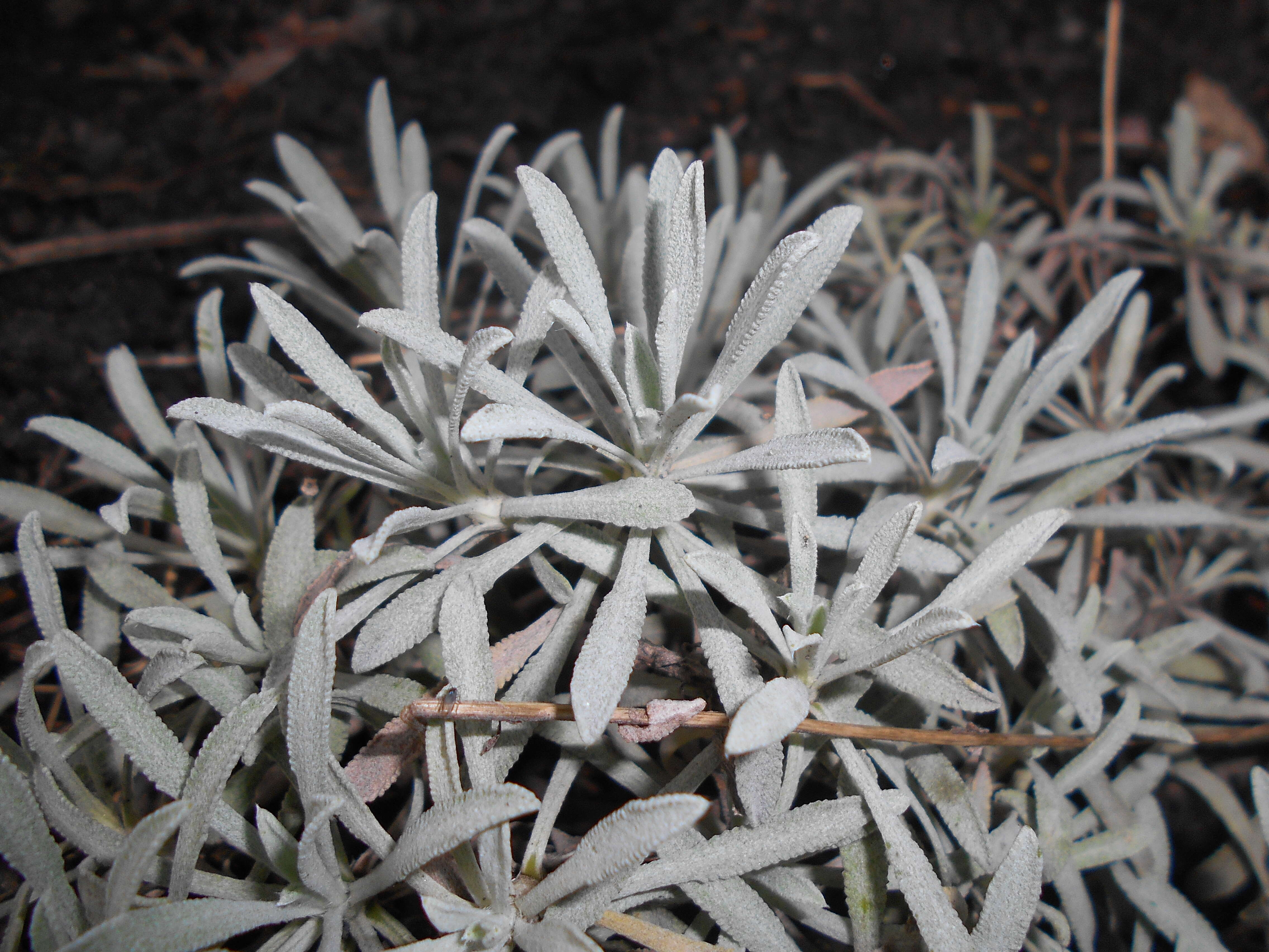 Слика од Achillea ageratifolia (Sibth. & Sm.) Boiss.