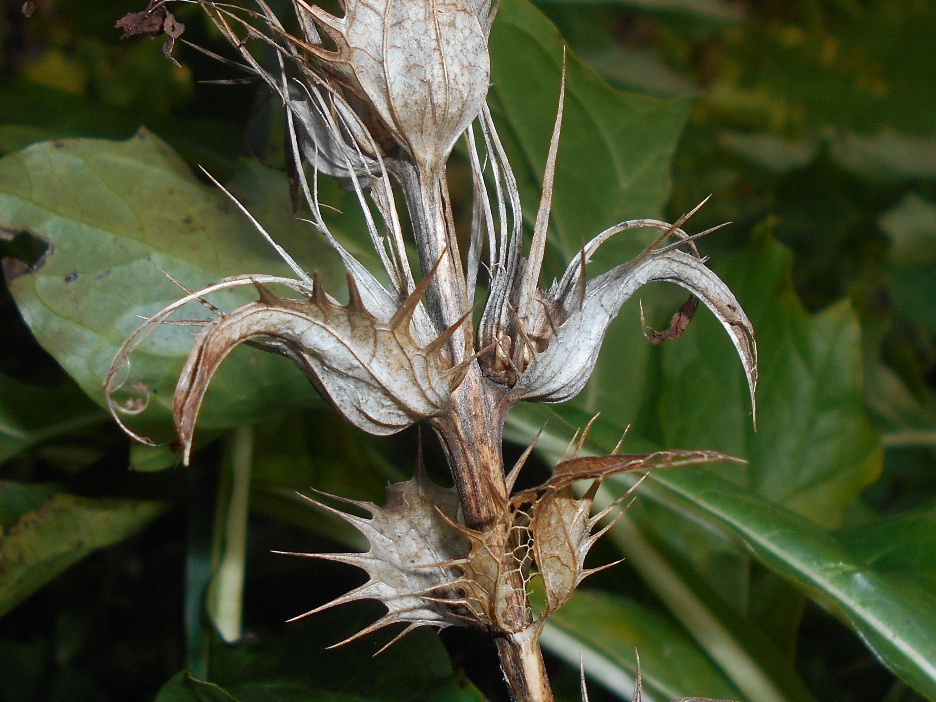 Image of Bear's Breeches