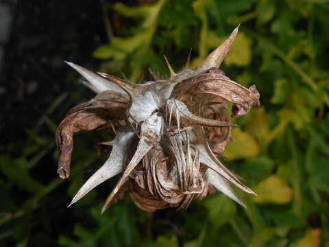 Image of Acanthus hungaricus (Borbás) Baenitz