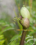 Image of wild angelica