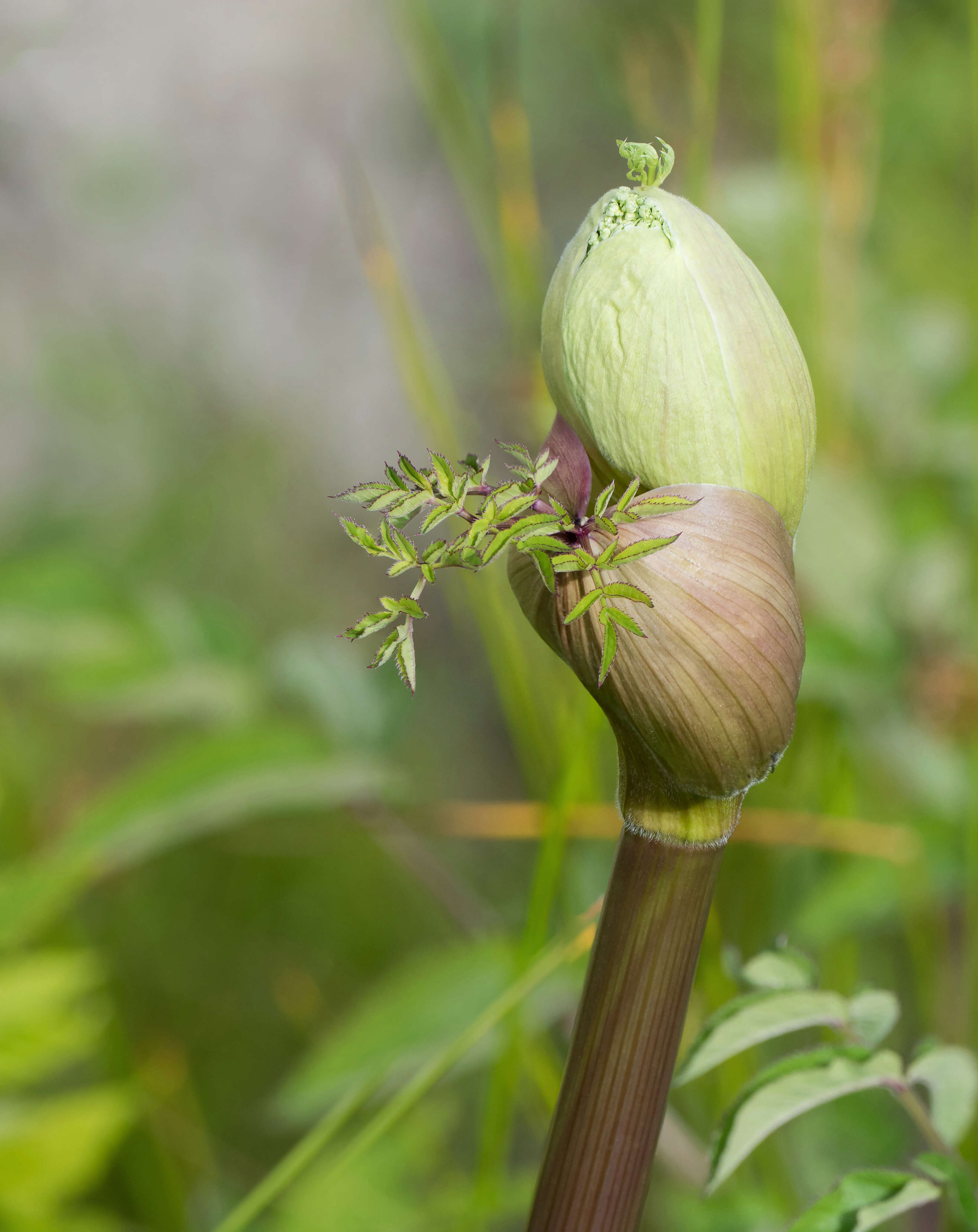 Image of wild angelica