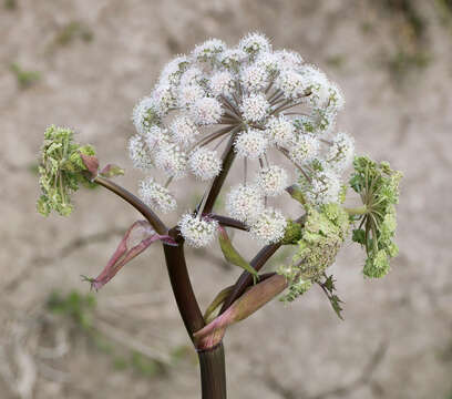 Image of wild angelica