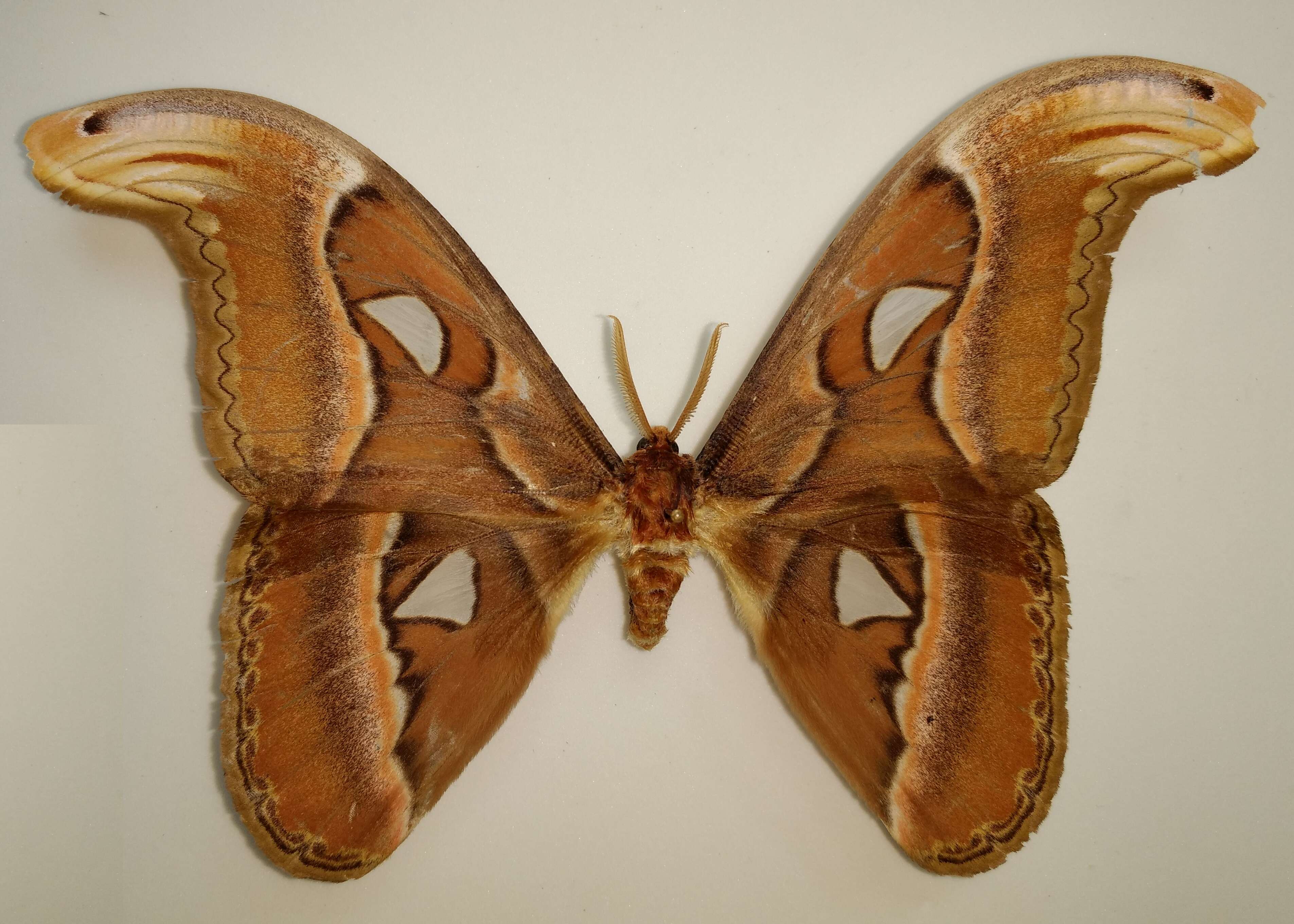 Image of Attacus taprobanis Moore (1882)