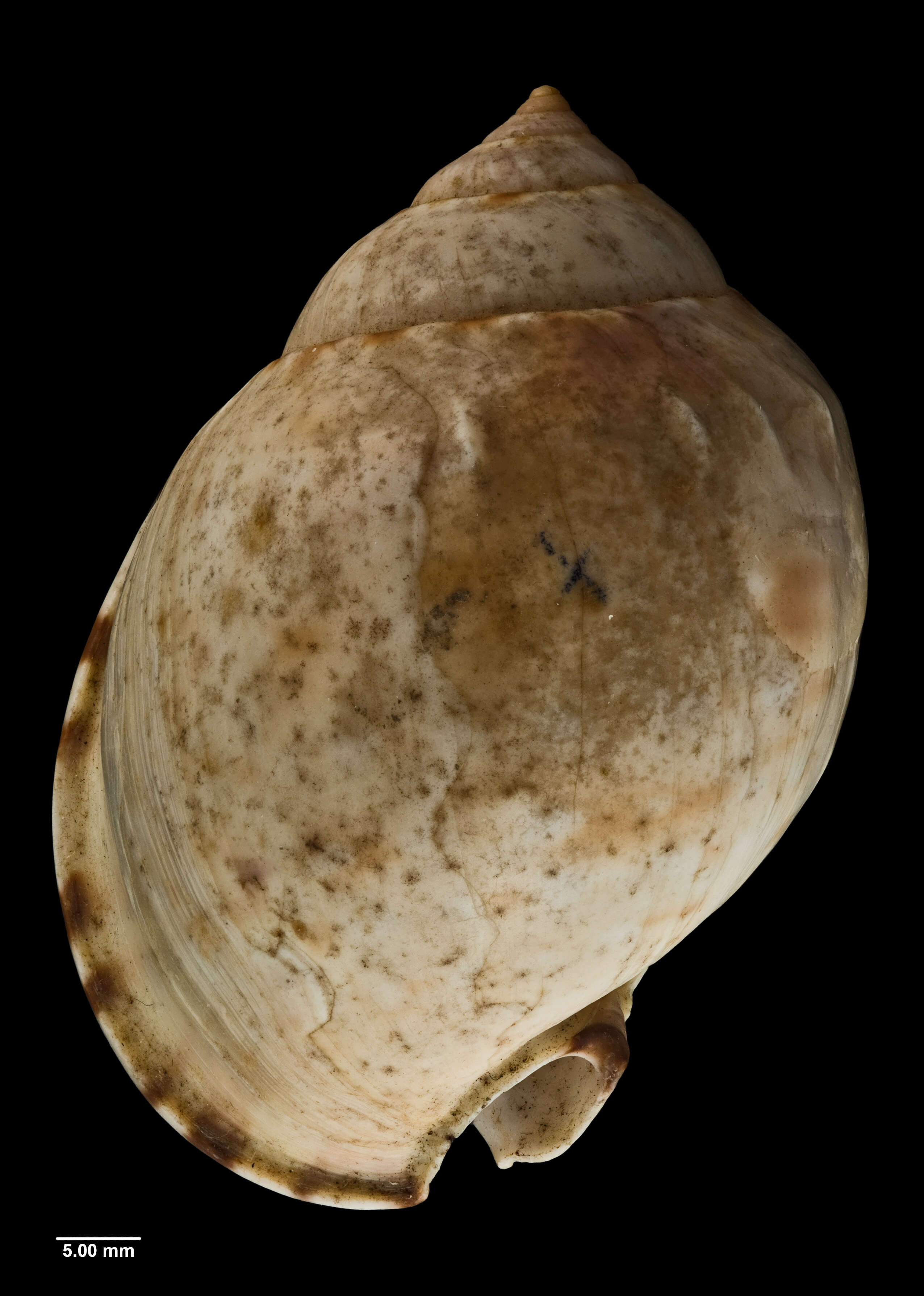 Image of Semicassis labiata (Perry 1811)