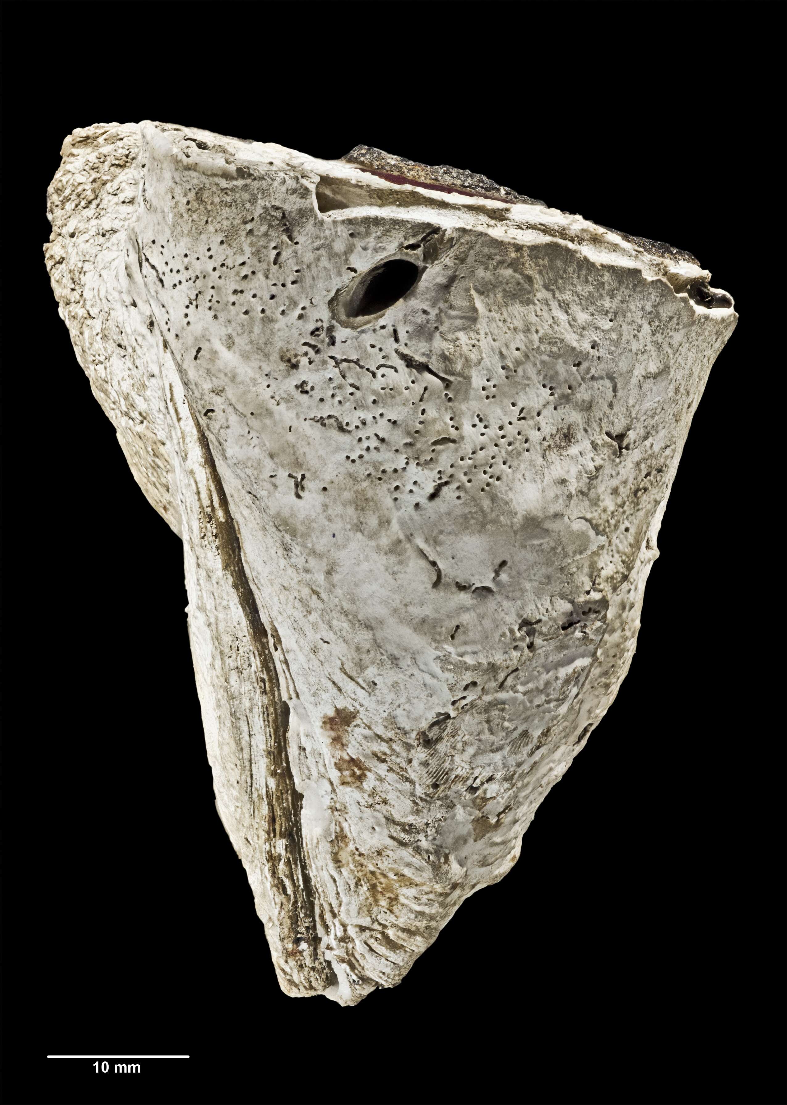 Image of Cleidothaeridae Hedley 1918