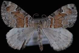 Image of Orange-barred Carpet