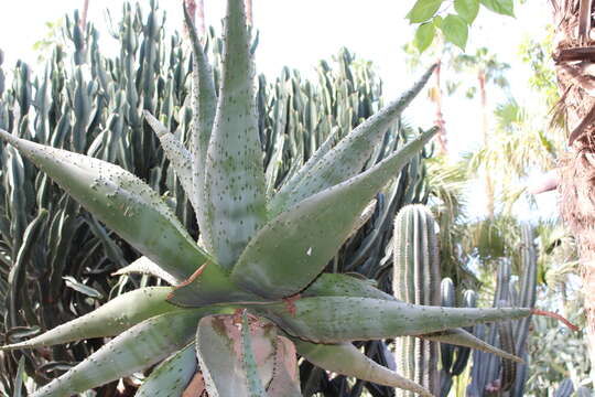 Imagem de Aloe ferox Mill.