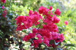 Слика од Bougainvillea glabra Choisy