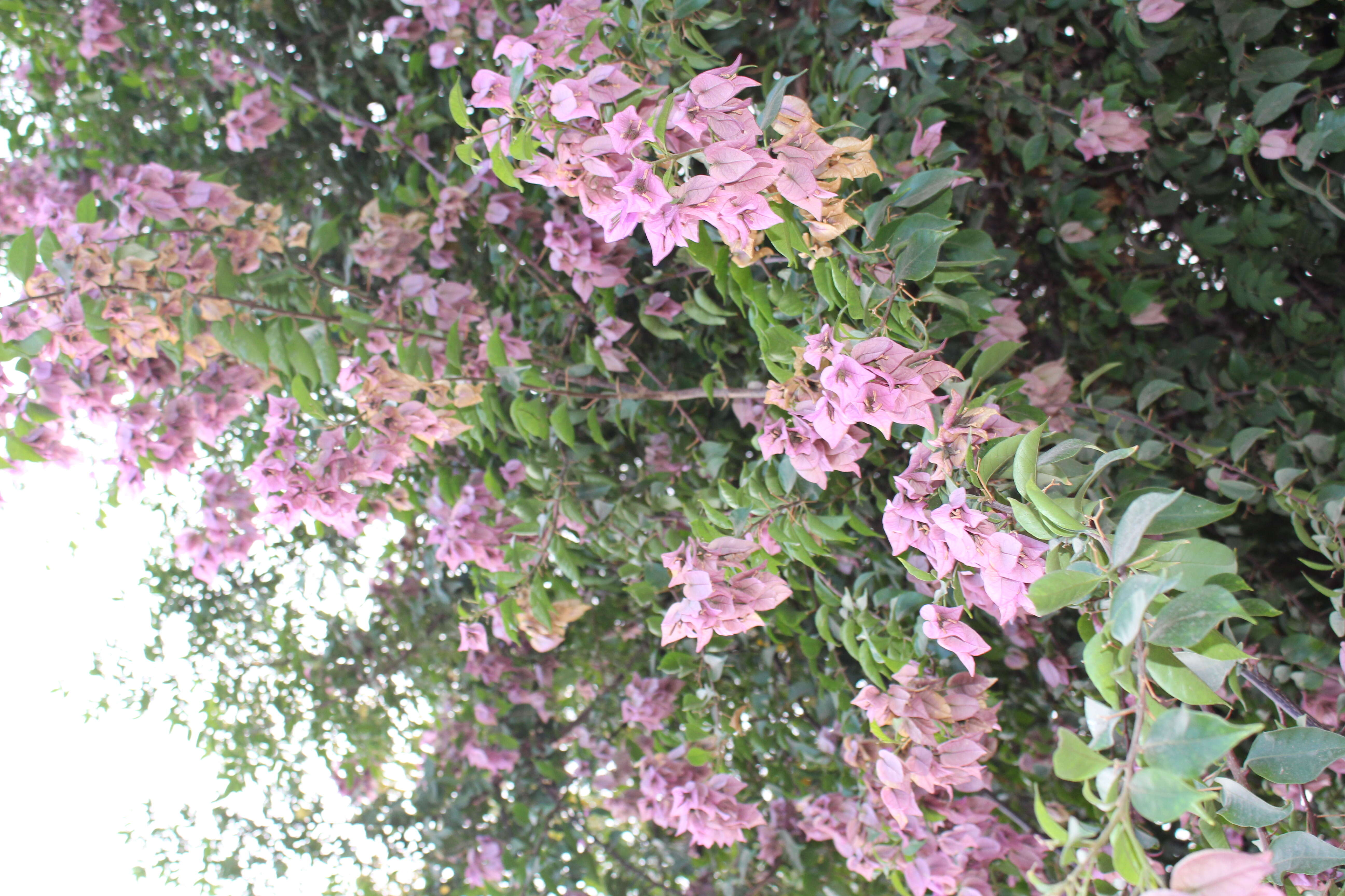 Слика од Bougainvillea glabra Choisy