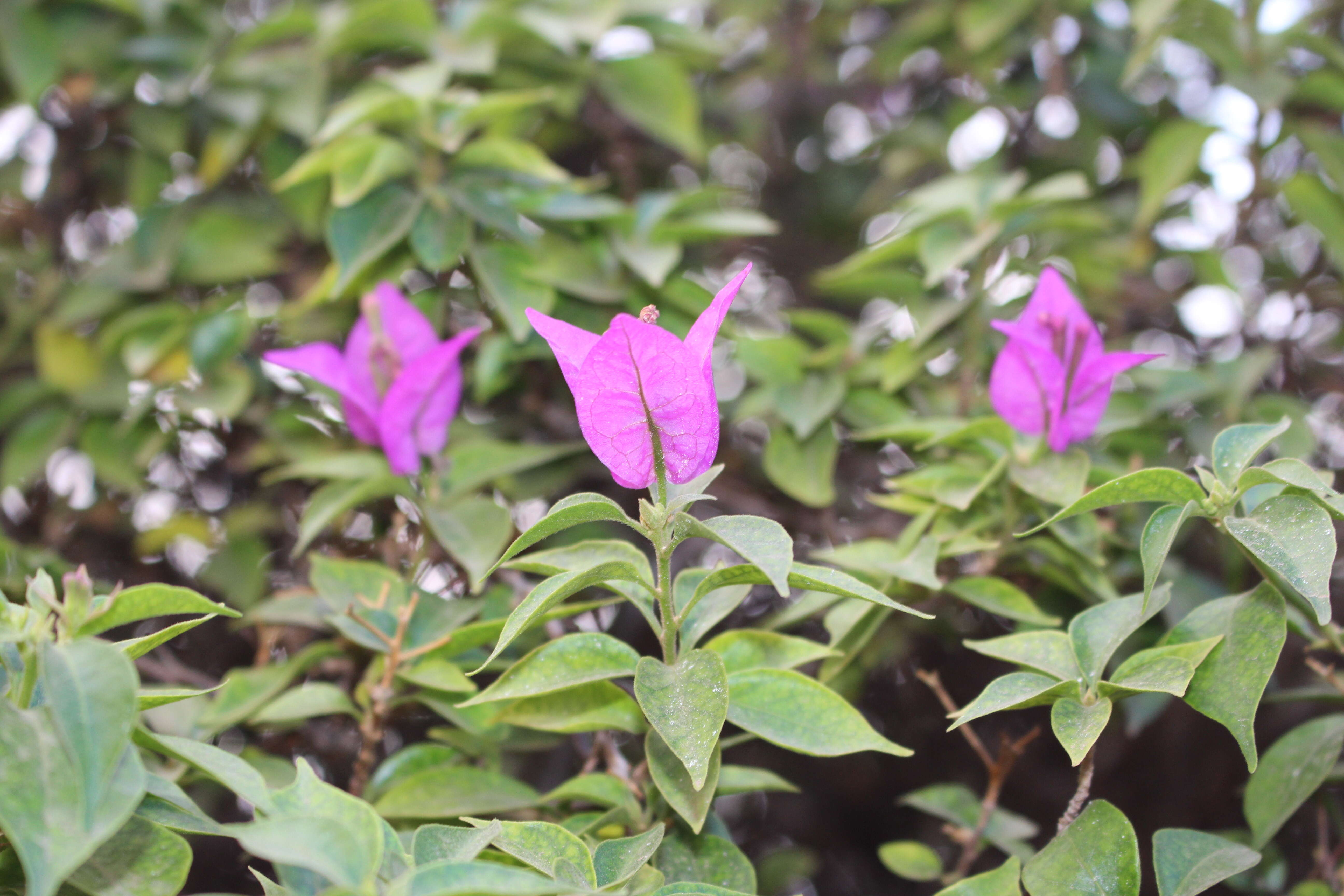 Слика од Bougainvillea glabra Choisy