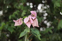 Image of paperflower