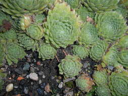 Image of Sempervivum ciliosum Craib