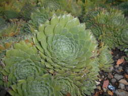 Image of Sempervivum ciliosum Craib